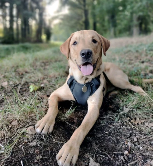 Milo